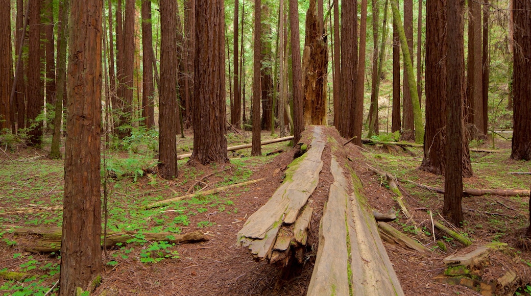 Armstrong Redwoods State Park featuring forest scenes