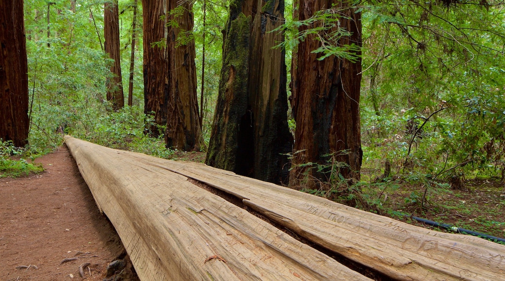 Armstrong Redwoods State Park que incluye escenas forestales