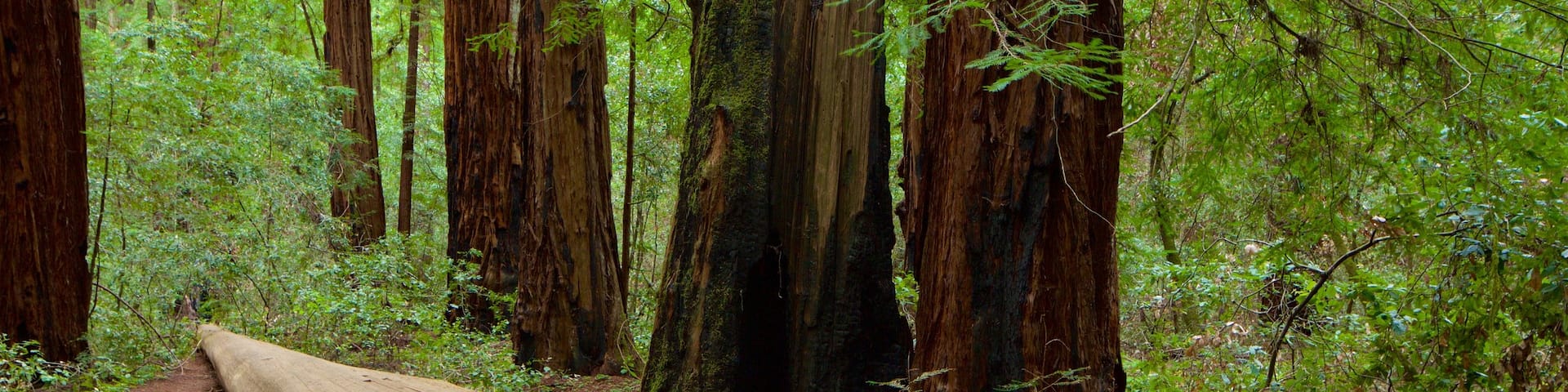 Armstrong Redwoods State Park que incluye escenas forestales