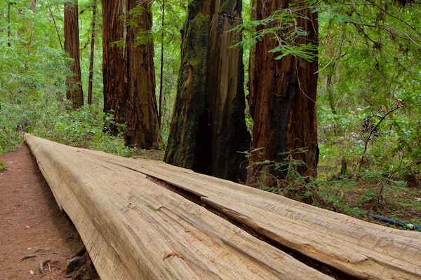 Réserve naturelle Armstrong Redwoods mettant en vedette scènes forestières
