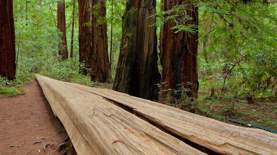 Armstrong Redwoods State Park som visar skogslandskap