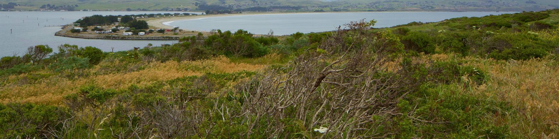 Bodega Head showing a lake or waterhole and tranquil scenes