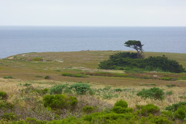 Bodega Head which includes tranquil scenes and general coastal views