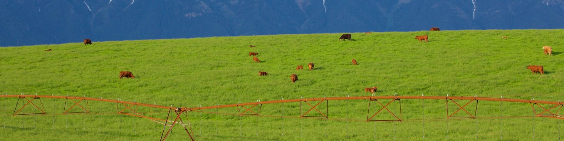 Fort Steele showing land animals, mountains and tranquil scenes