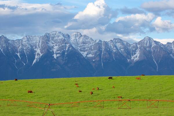 Fort Steele montrant scĂšnes tranquilles, montagnes et animaux terrestres