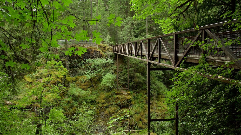 Parc provincial Englishman River Falls montrant scènes forestières et pont