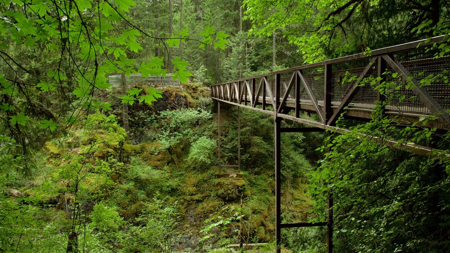 Englishman River Falls Provincial Park featuring forest scenes and a bridge
