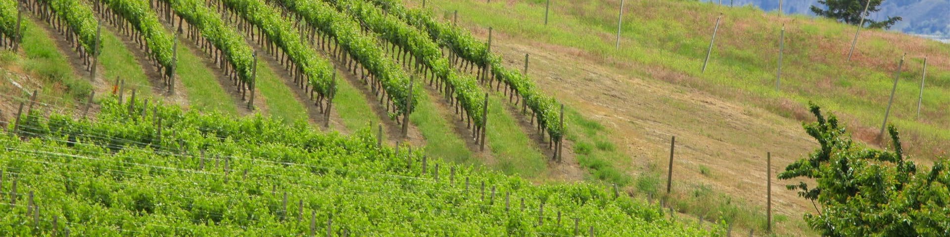 Penticton featuring tranquil scenes, farmland and landscape views