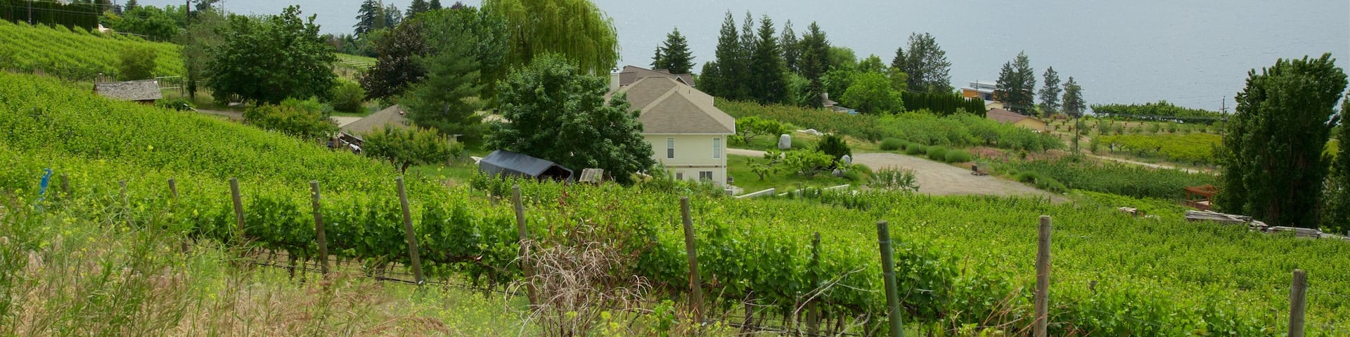 Thompson Okanagan featuring farmland, a lake or waterhole and tranquil scenes