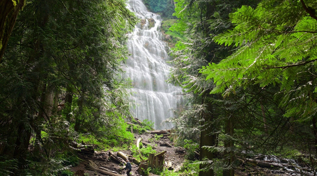 Bridal Veil Falls featuring forest scenes and a waterfall