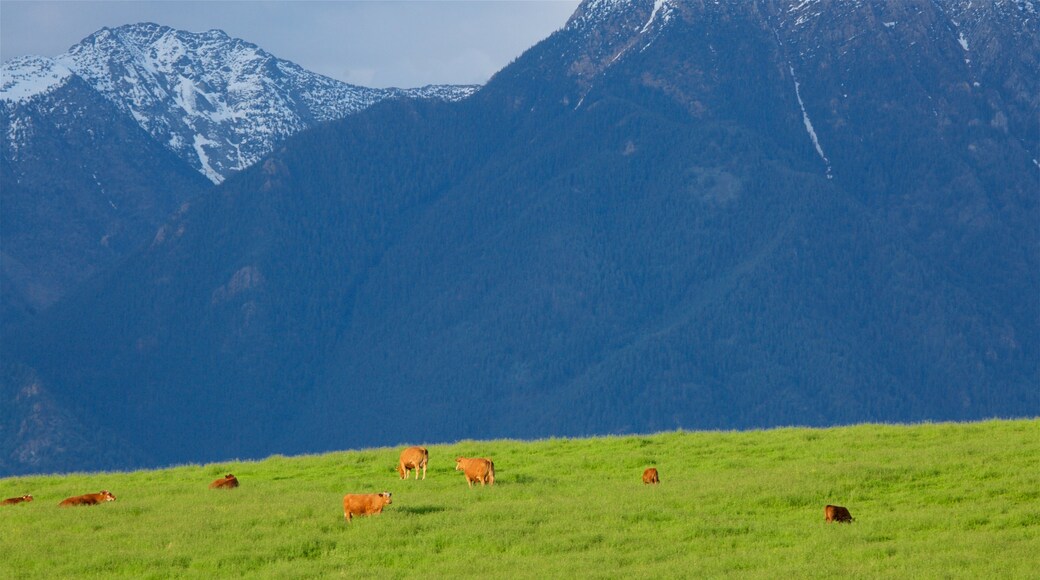 Fort Steele che include montagna, paesaggi rilassanti e animali di terra