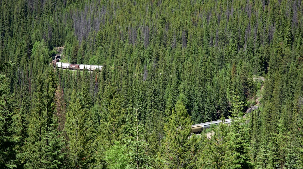 Spiral Tunnels featuring forest scenes and landscape views