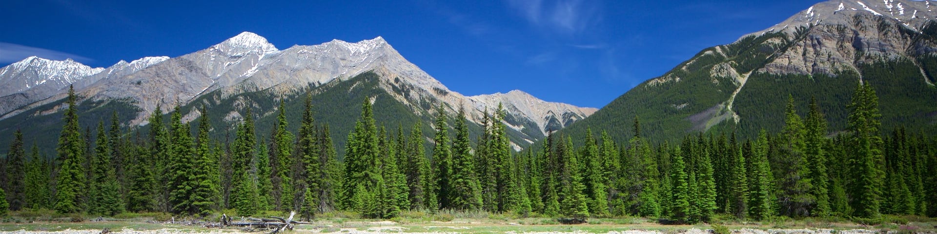 Kootenay National Park showing tranquil scenes and a river or creek