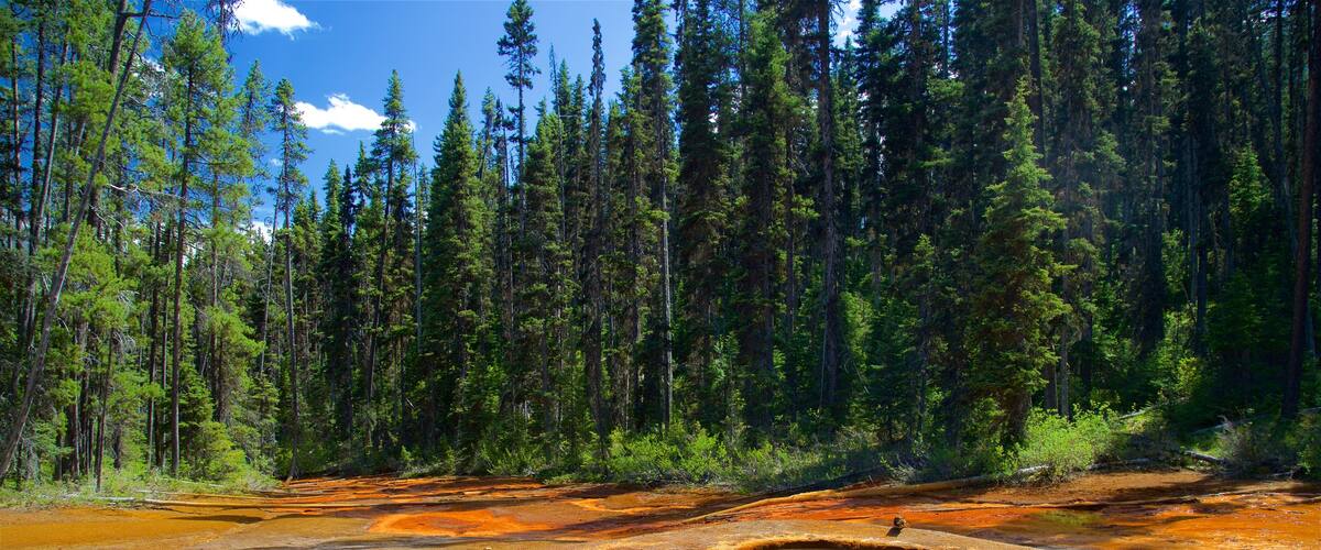 Kootenay National Park which includes tranquil scenes and forest scenes