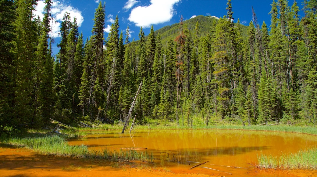 Kootenay National Park showing forests and a pond