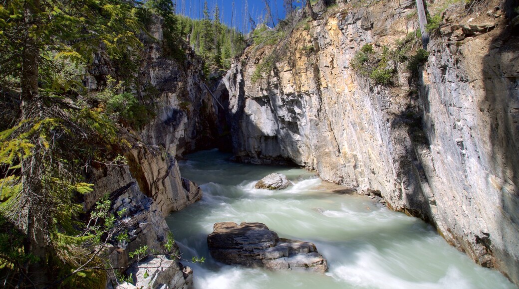 Kootenay National Park que inclui córrego