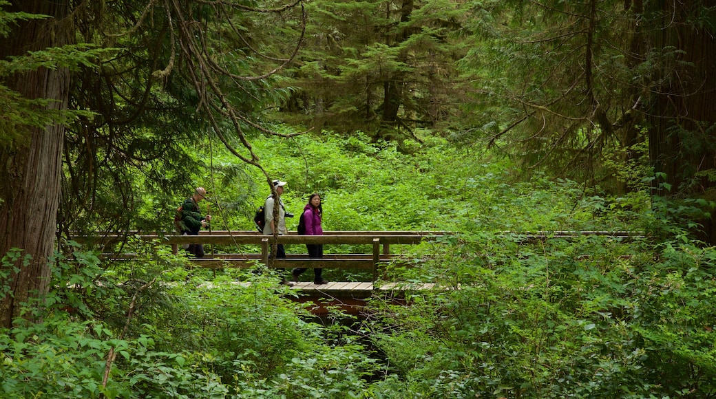 Rainforest Trail featuring forests and a bridge as well as a small group of people