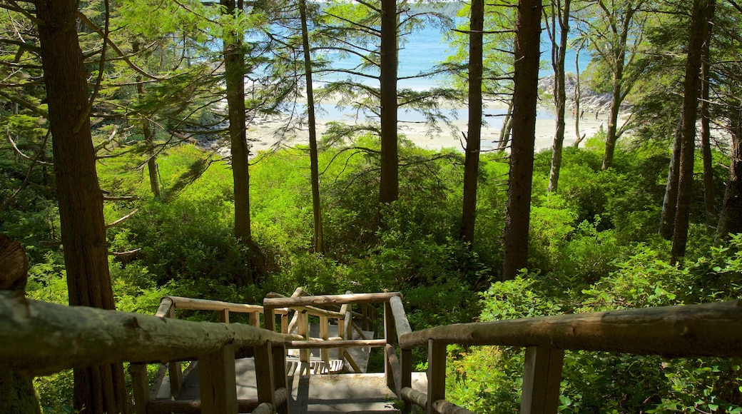 托尼基公園 其中包括 綜覽海岸風景 和 森林風景