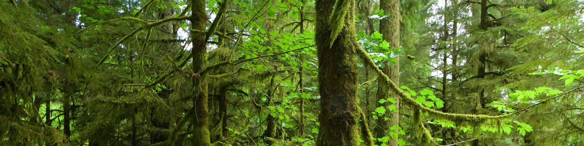 MacMillan Provincial Park featuring forests as well as a small group of people