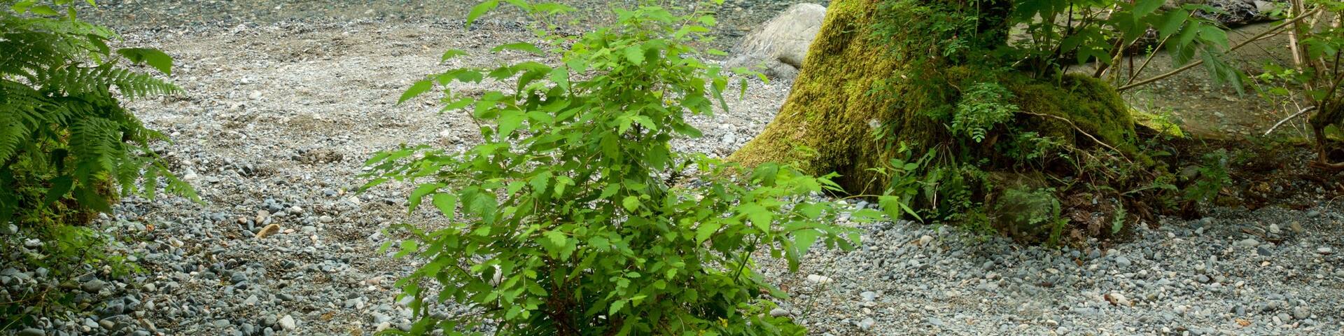 Englishman River Falls Provincial Park featuring a lake or waterhole