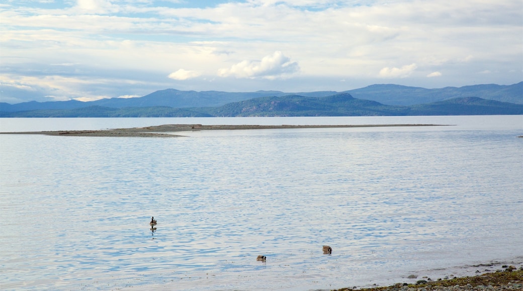 Parksville Beach som visar en sjö eller ett vattenhål