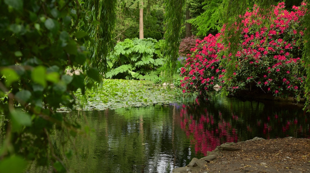 Beacon Hill Park showing a pond, a park and wildflowers