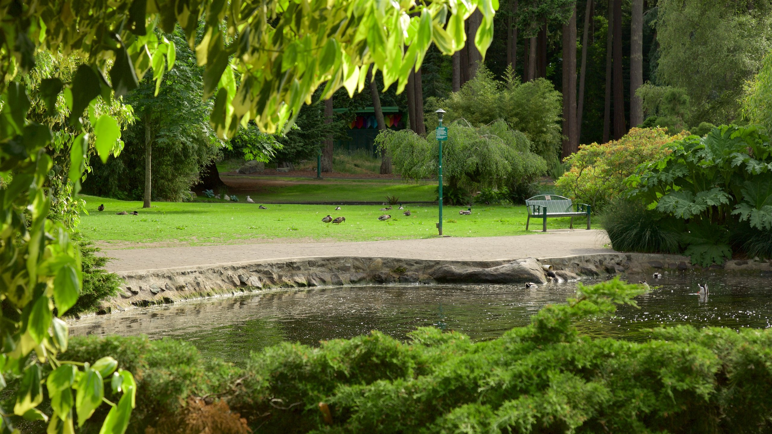 Beacon Hill Park showing a garden and a pond