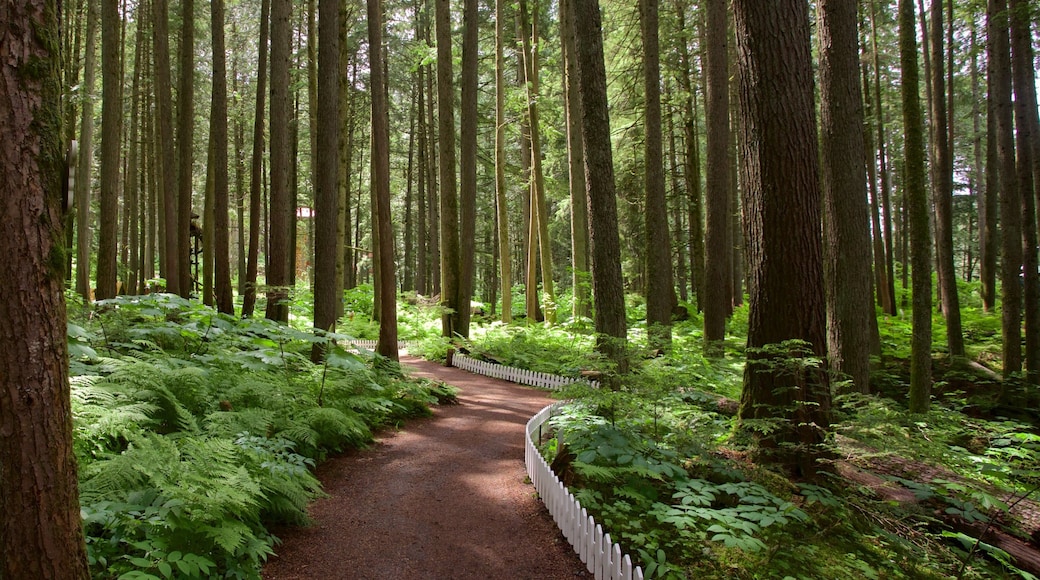 Forêt enchantée montrant forêts