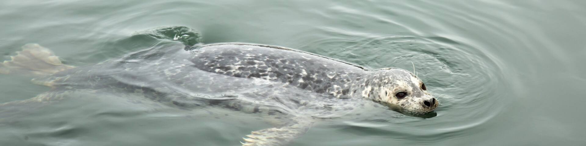 Fisherman\'s Wharf Park which includes marine life