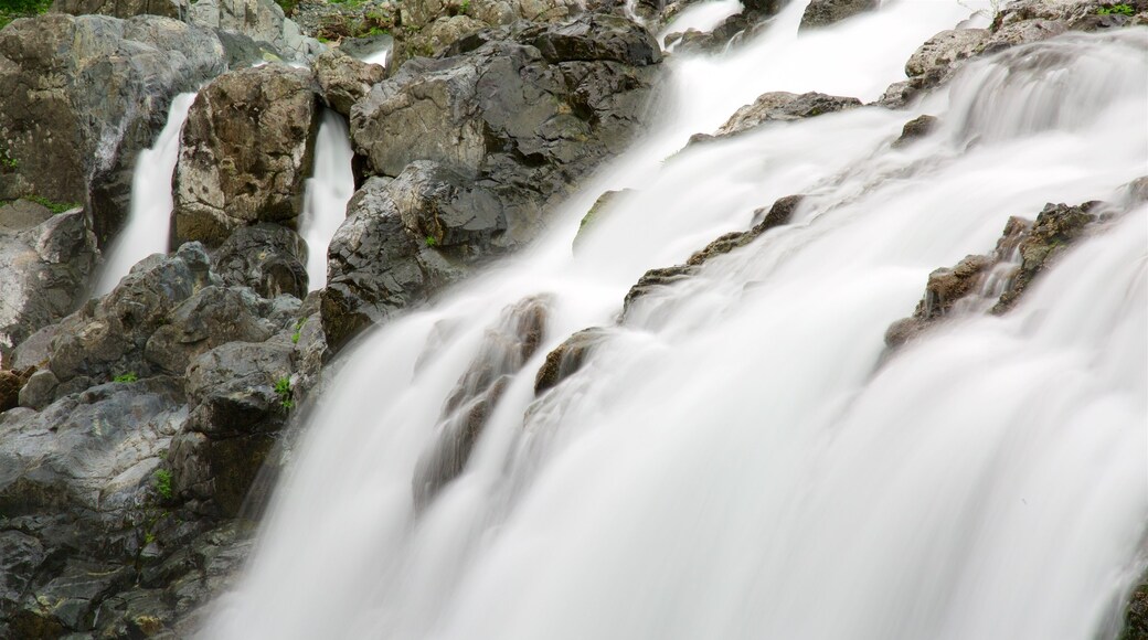 Englishman River Falls Provincial Park which includes a cascade