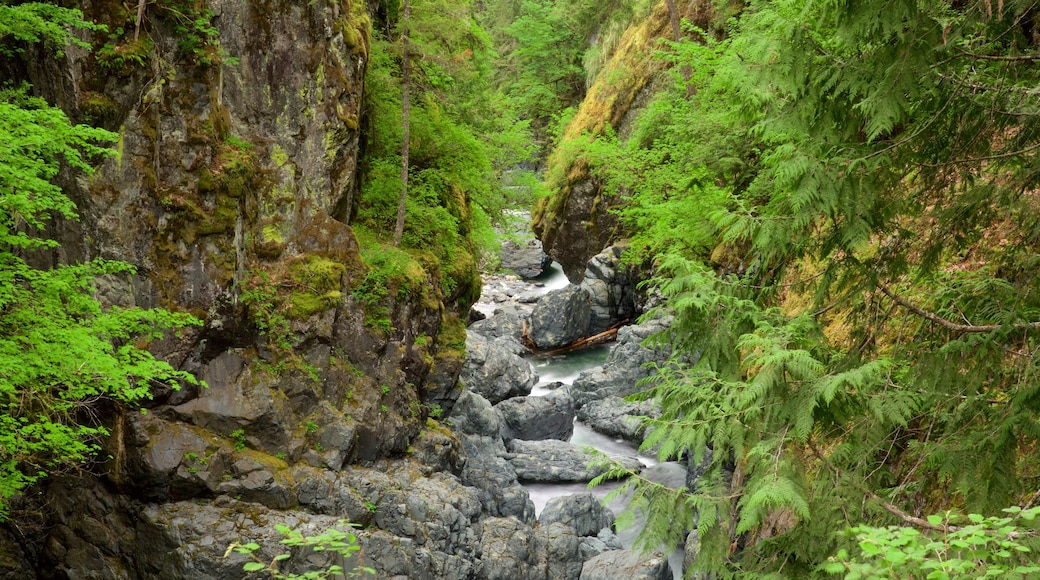 Englishman River Falls Provincial Park che include foresta e fiume o ruscello