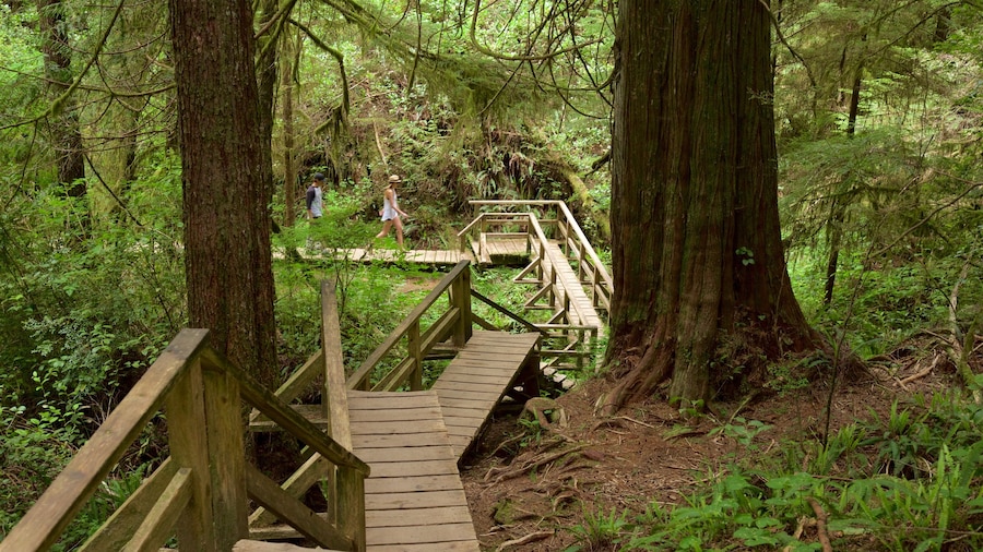 Schooner Cove Trailhead che include paesaggio forestale e ponte