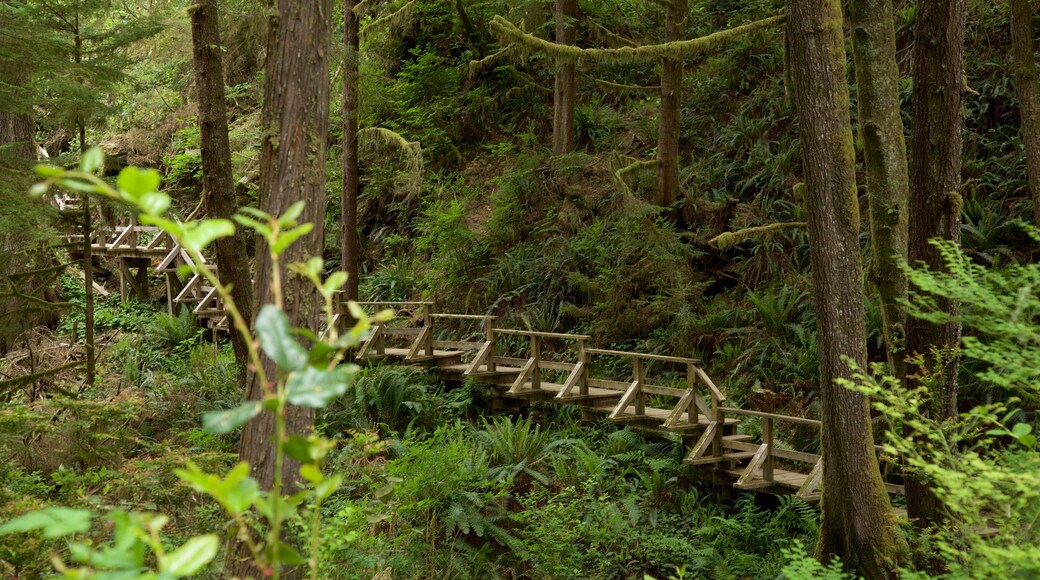 Schooner Cove Trailhead showing forests and a bridge