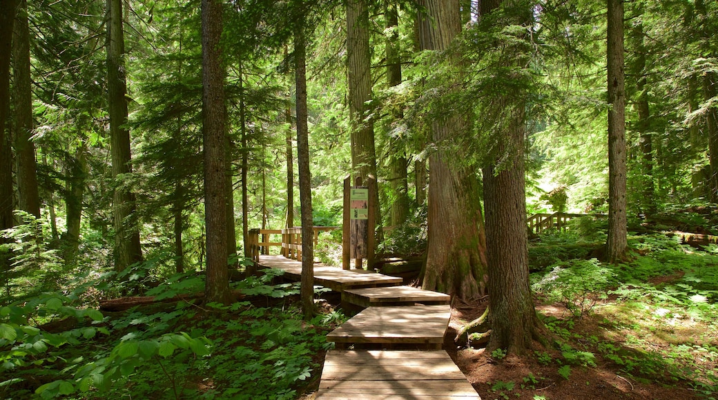 Giant Cedars Boardwalk Trail og byder på en bro og skove