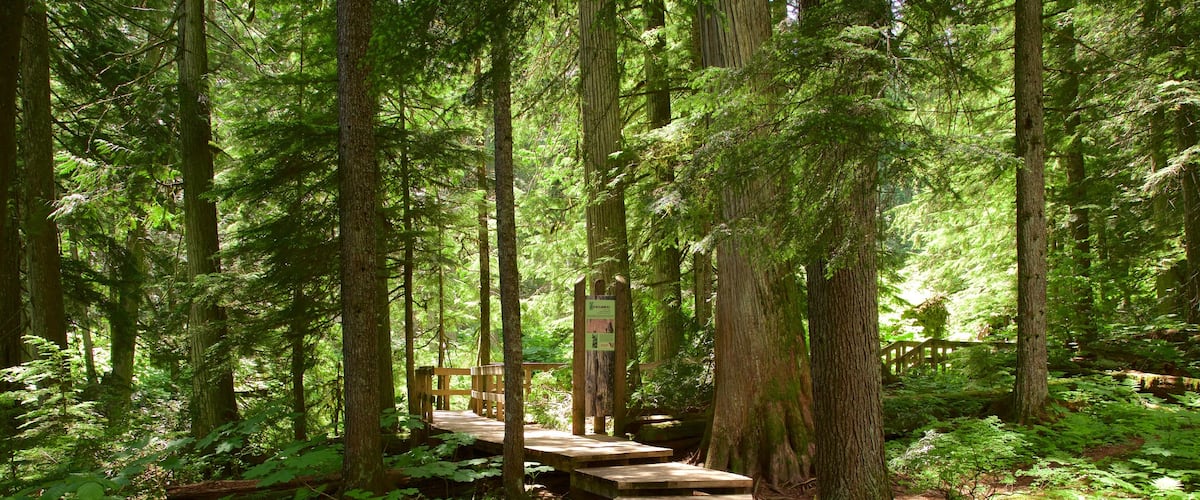 Giant Cedars Boardwalk Trail featuring forests and a bridge