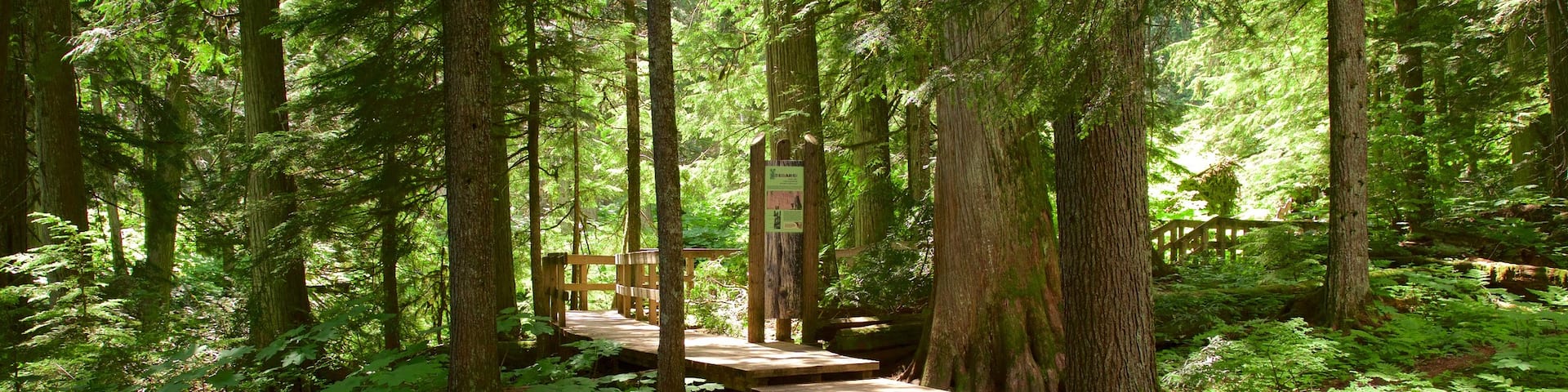 Giant Cedars Boardwalk Trail showing forest scenes and a bridge