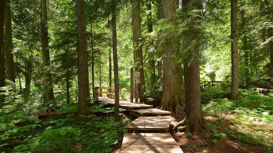 Giant Cedars Boardwalk Trail showing forest scenes and a bridge