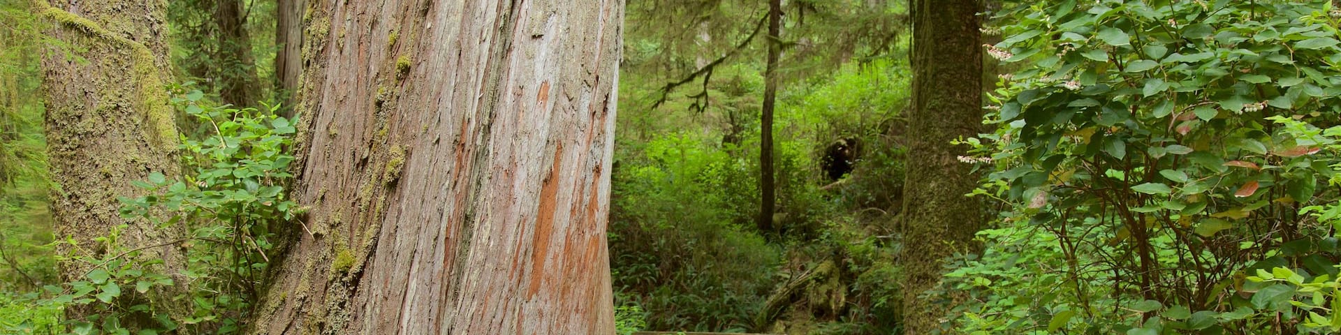 Rainforest Trail mettant en vedette un pont et forĂȘts