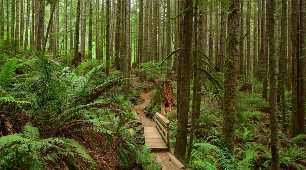 Victoria mostrando escenas forestales