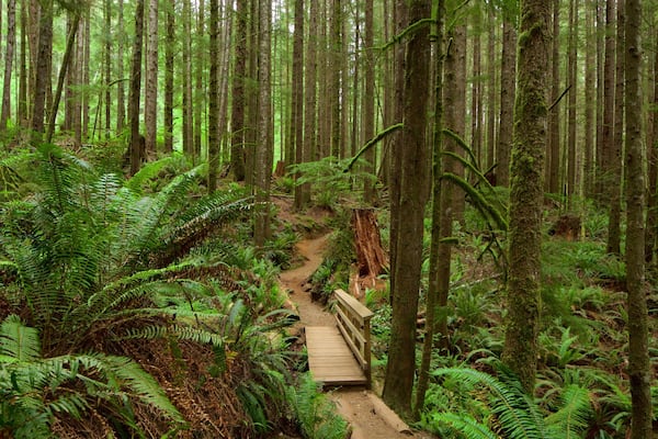 Victoria which includes forest scenes