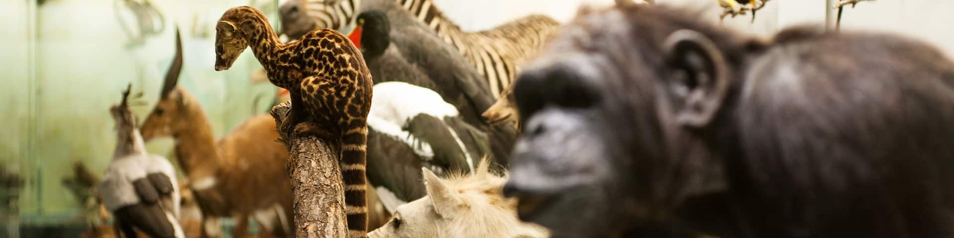 Zurich Zoological Museum which includes interior views