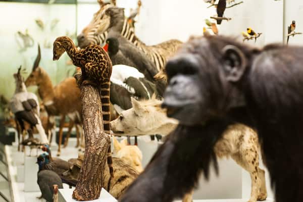 Musée zoologique de Zurich qui includes vues intérieures
