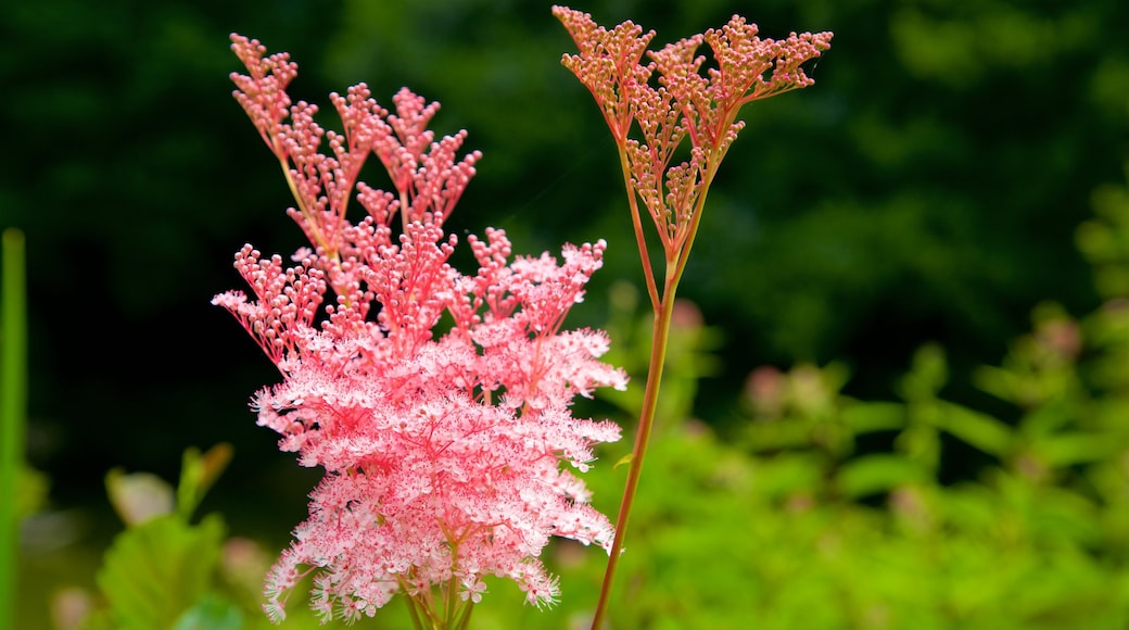 Palmengarten mit einem Wildblumen