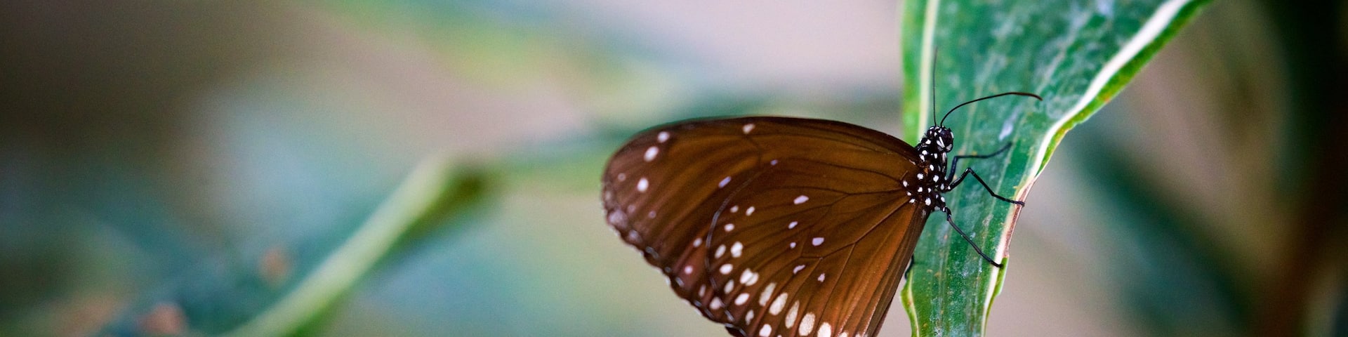 Luisenpark Gardens featuring animals