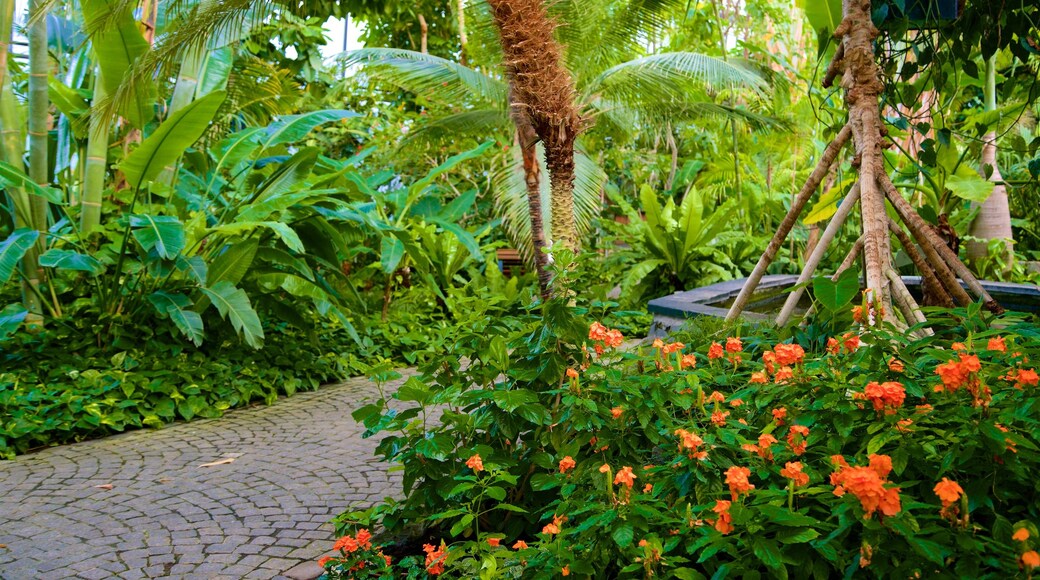 Luisenpark Gardens showing a garden and wild flowers