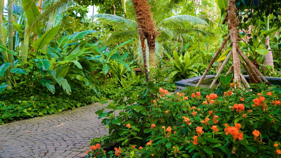 Luisenpark Gardens which includes a garden and wild flowers
