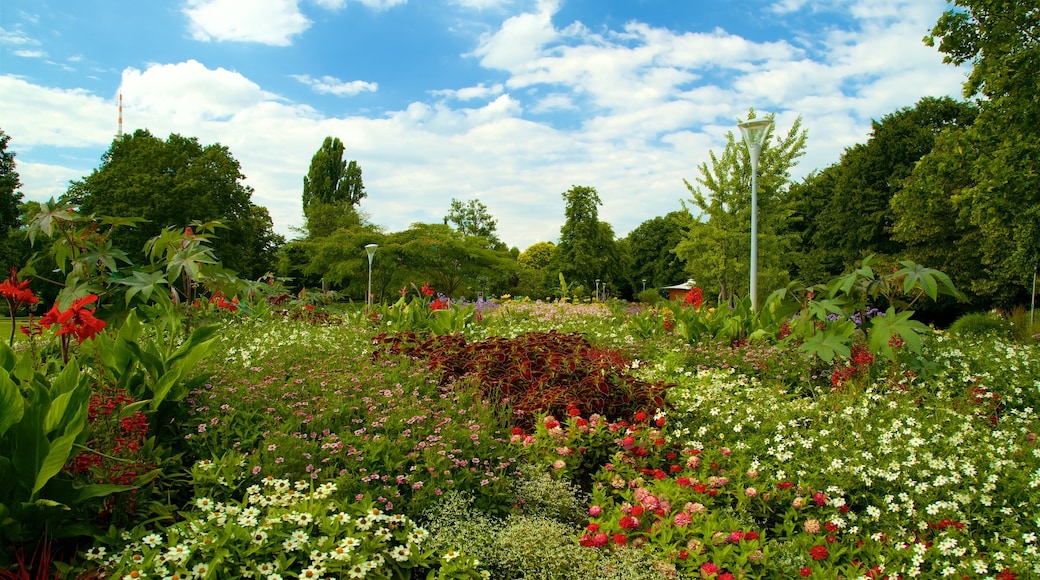 Luisenpark Gardens inclusief wilde bloemen en een park