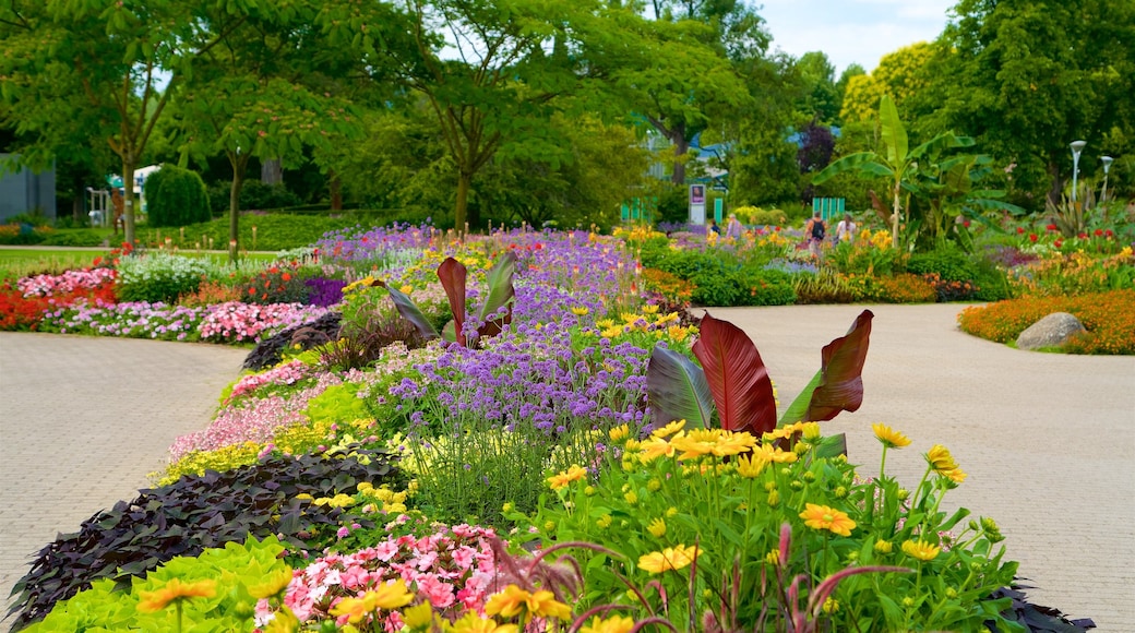 Luisenpark Gardens cho thấy công viên và hoa dại
