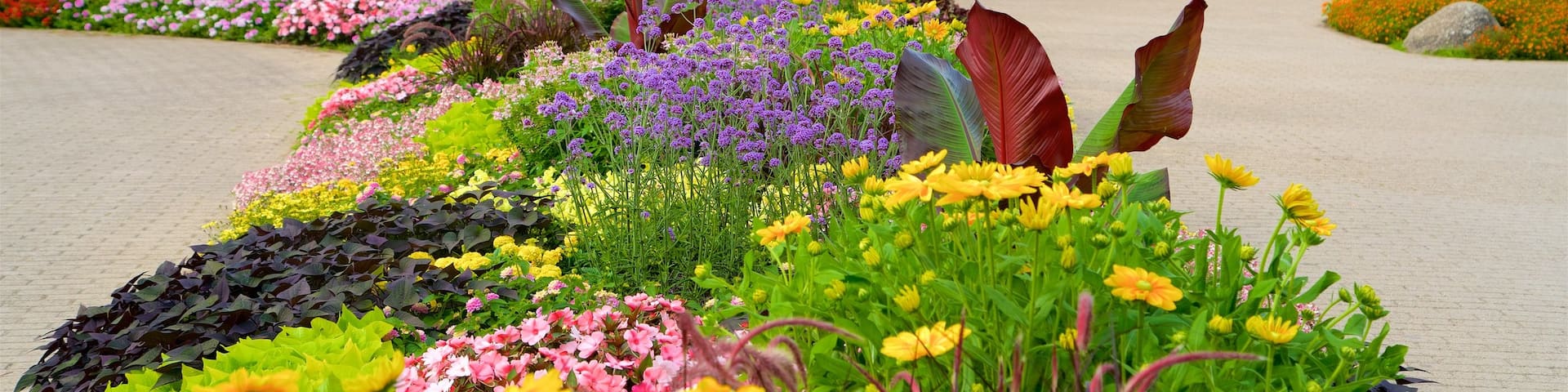 Luisenpark Gardens which includes a park and wildflowers