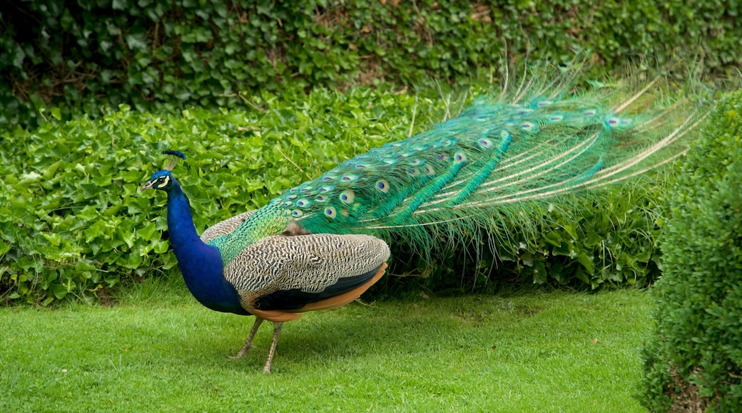 Ambras Castle showing bird life